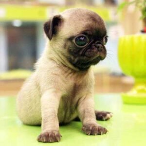 want to adopt pug​