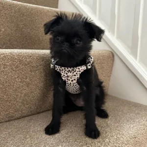 healthy puppies for sale