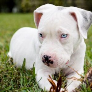 catahoula bulldog puppy