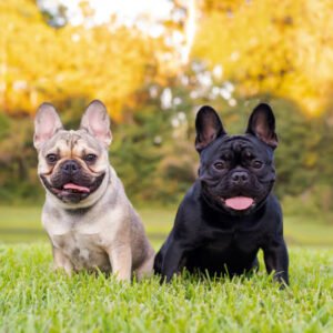 french bulldog for adoption