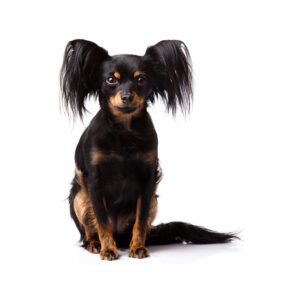 Russian toy puppy price