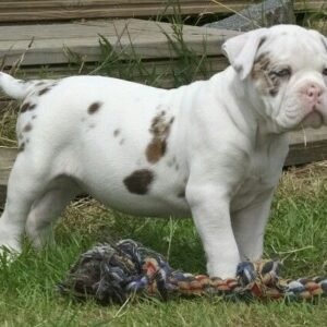 alapaha blue blood bulldog for adoption