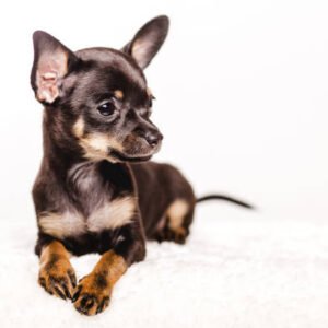 miniature pinscher for adoption