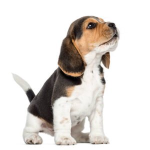 cute beagle puppy​ Ohio