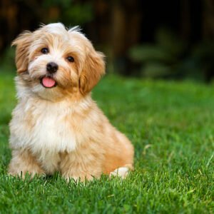 Havanese Puppy for Adoption