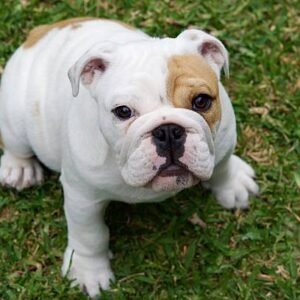 Bulldog puppy for sale