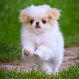 japanese chin near me