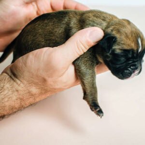 boxer puppy for adoption