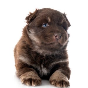 pomsky puppy for adoption