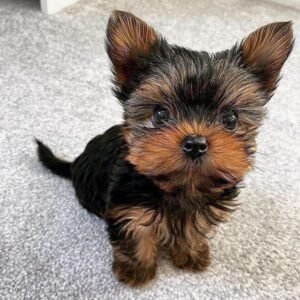 Yorkshire Terrier puppies