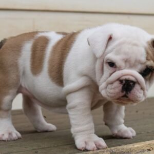 Bulldog for adoption Ohio