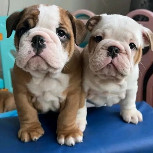 english bulldog for adoption english bulldog for adoption