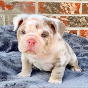 alapaha blue blood bulldog for adoption