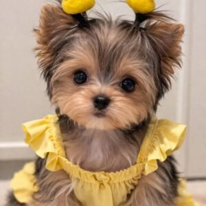 yorkshire puppy for adoption