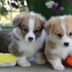 pembroke welsh corgi adoption