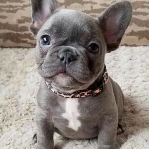 french bulldog for adoption