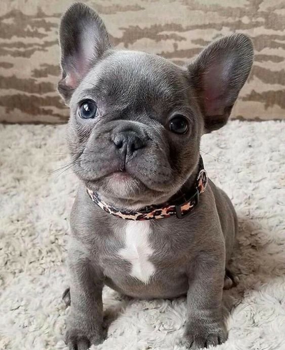 french bulldog for adoption french bulldog for adoption