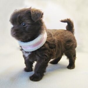 russian toy puppy for adoption