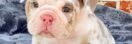 alapaha blue blood bulldog for adoption