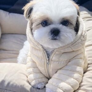shih tzu puppies for adoption