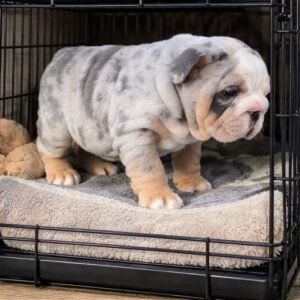 australian bulldog puppy for adoption