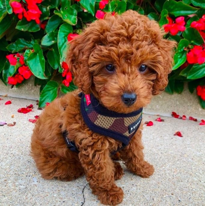 Goldendoodle Puppy For Adoption