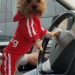 best puppy shop