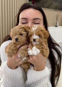 adopt me today